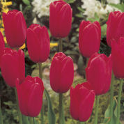 Tulipe tardive 'Kingsblood'